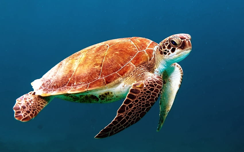 Animals, Underwater World, To Swim, Swim, Carapace, Shell, Turtle HD wallpaper