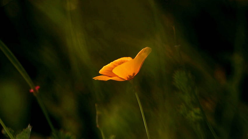 Flower, Macro, Petals, Stem, Stalk HD wallpaper | Pxfuel