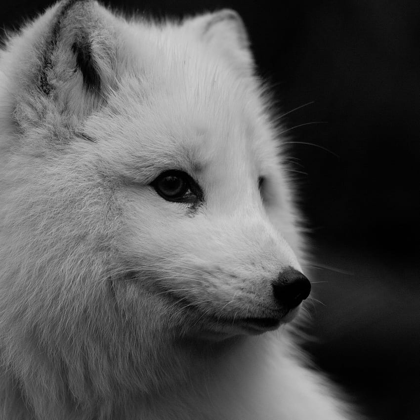 Fox iPhone Background. Cute Fox, Black and White Fox HD phone wallpaper