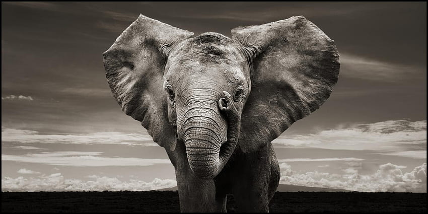 Elephant, Cute Elephant Computer HD wallpaper
