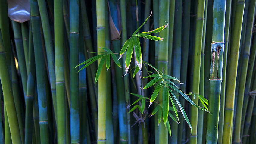 Bamboo, Beautiful Bamboo HD wallpaper