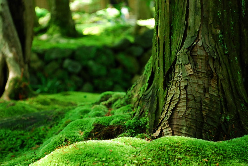 ธรรมชาติ ฤดูร้อน มาโคร ผักใบเขียว ตะไคร่น้ำ เปลือกไม้ วอลล์เปเปอร์ HD