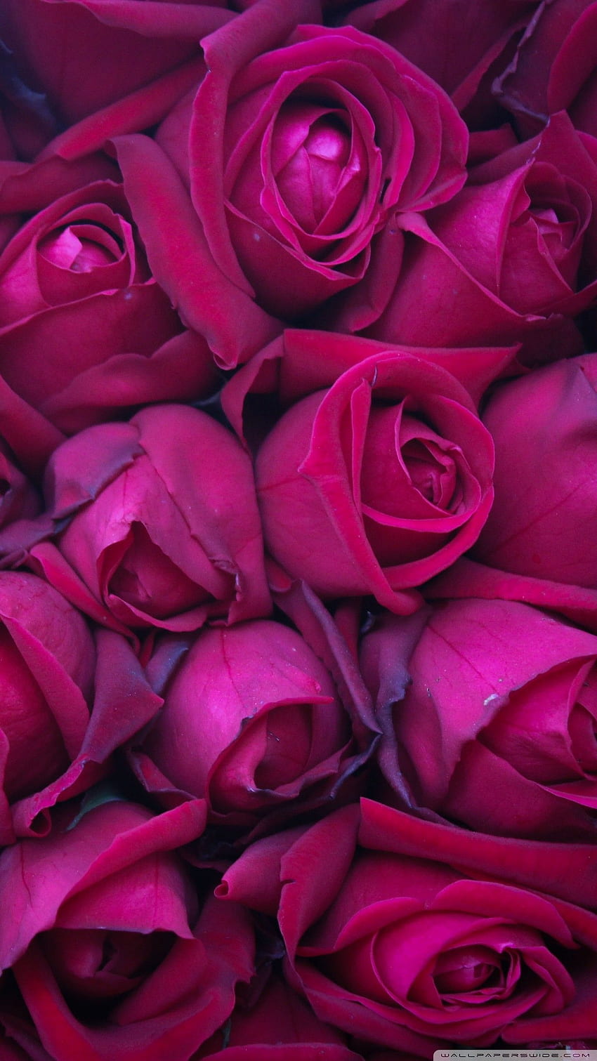 Magenta Flower, Magenta Roses HD phone wallpaper