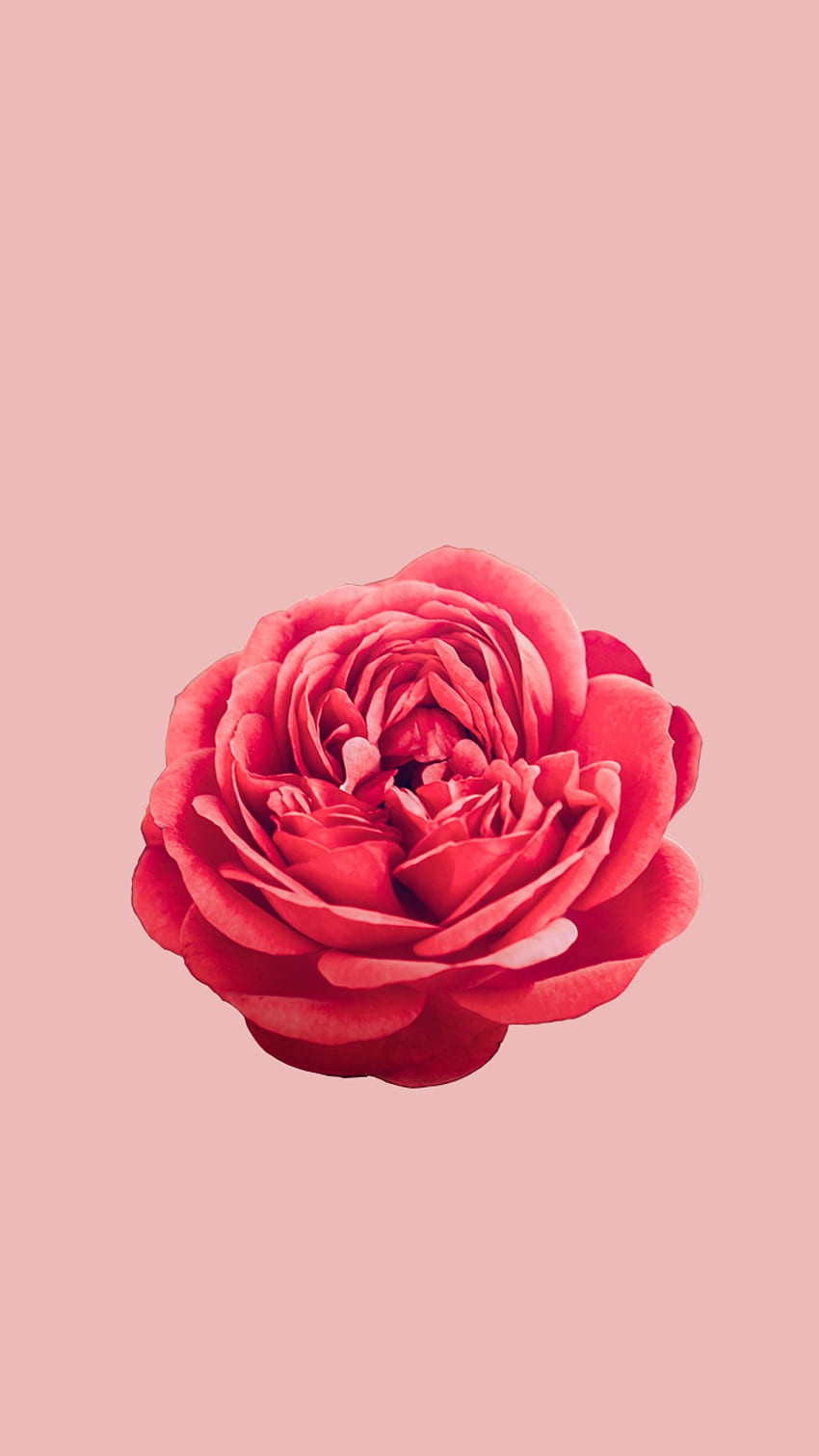 Rosa pastel HD wallpapers | Pxfuel