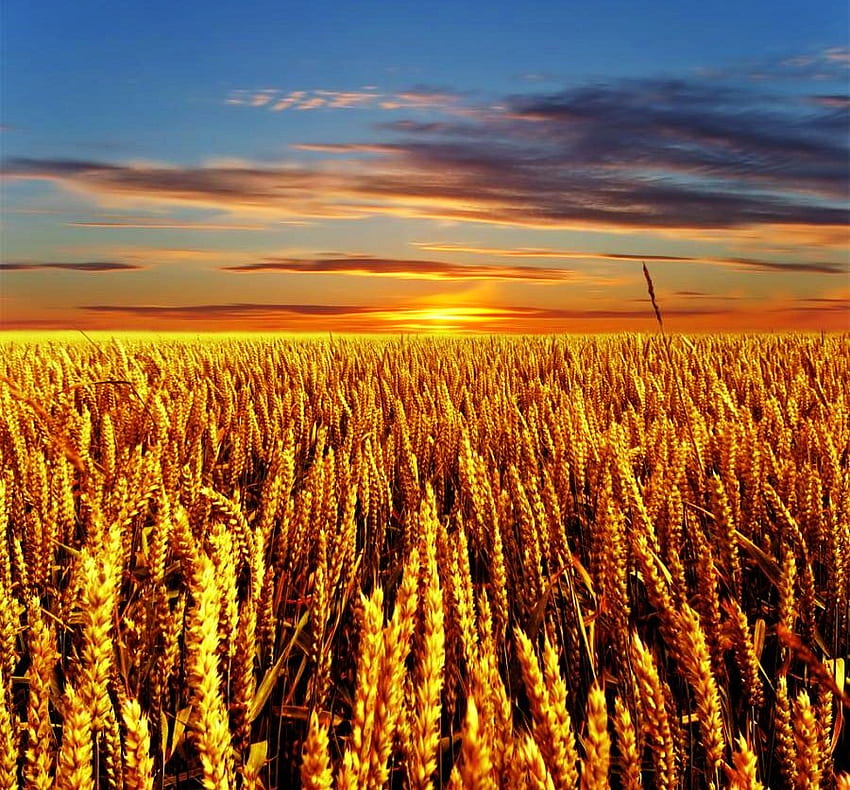 Golden, wheat field, clouds, sky, sunset HD wallpaper