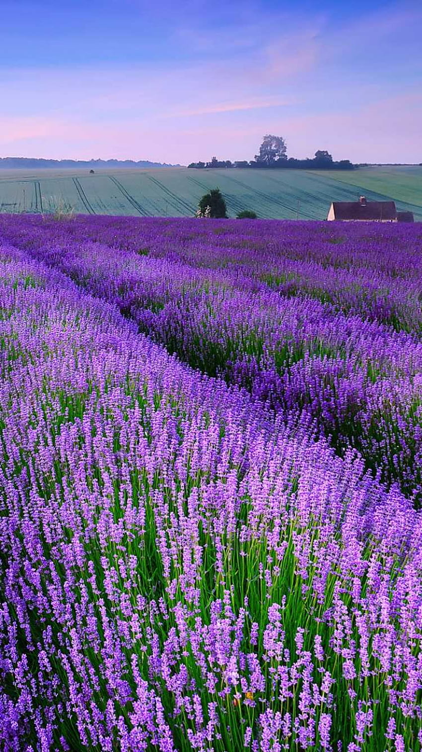 Lavendelfelder iPhone - Super HD-Handy-Hintergrundbild