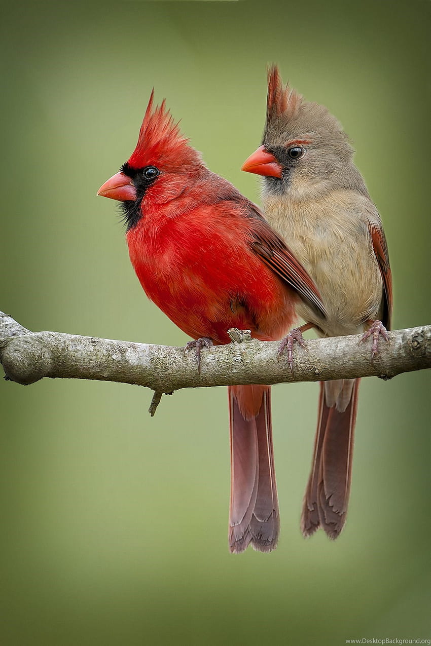 Cardinals Galaxy, baseball, red bird, HD phone wallpaper