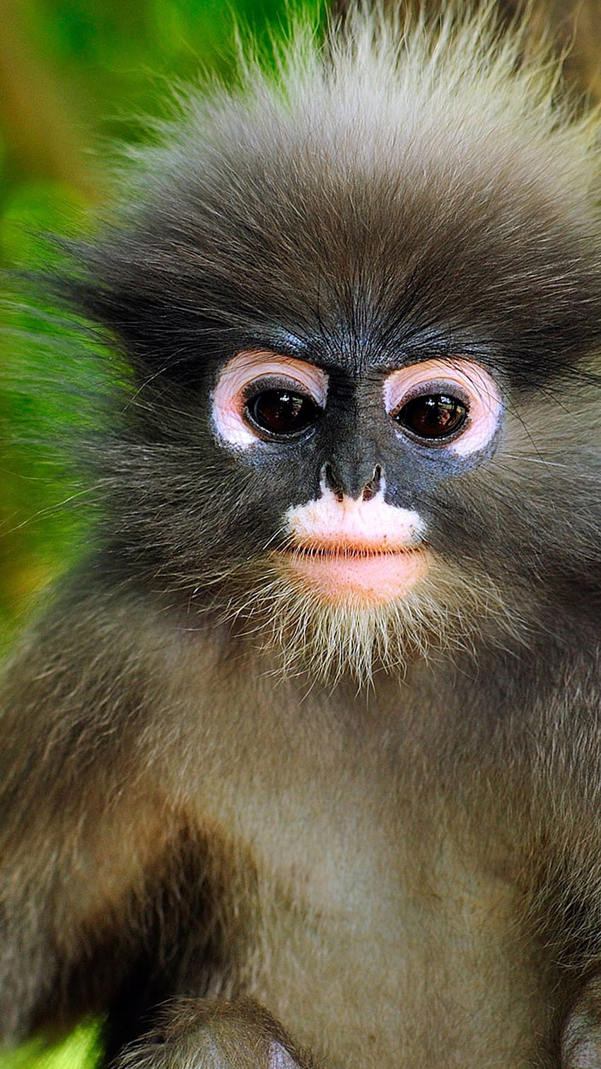 귀여운 작은 원숭이 안드로이드 - 안드로이드 HD 전화 배경 화면