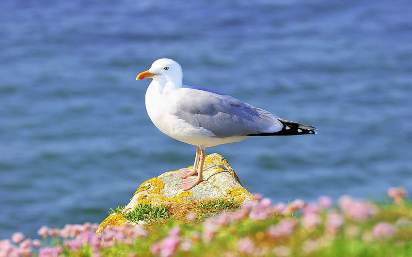 Animals, Flowers, Grass, Bird, Gull, Seagull HD wallpaper