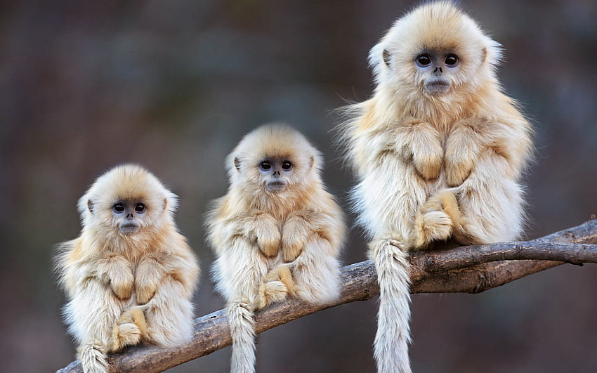 Macacos fofos, macacos bebês papel de parede HD