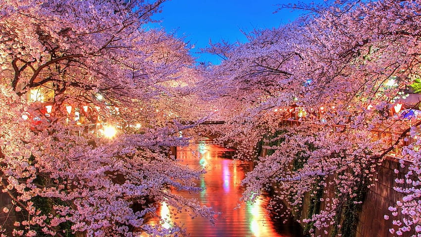 Sakura oriental evening. Cherry blossom, Spring Night HD wallpaper
