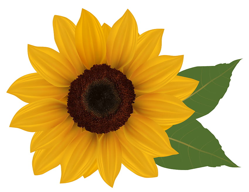 clipart profil bunga matahari - Clipground. Bunga Matahari, png Bunga Matahari, clipart Bunga Matahari, Bunga Matahari Realistis Wallpaper HD