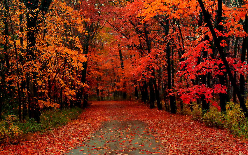 Beautiful Autumn , Amazing Autumn HD wallpaper | Pxfuel