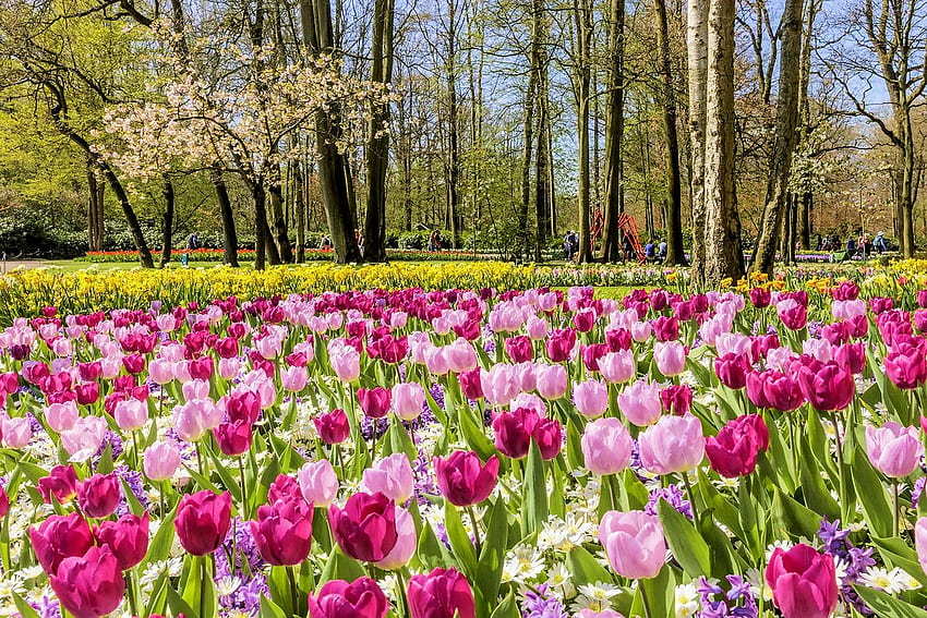 Fleurs de printemps, jonquilles, fleurs, couleurs, arbres, tulipes Fond d'écran HD
