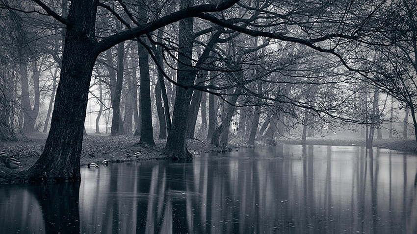 Creepy Foggy Forest - Dark Forest HD wallpaper