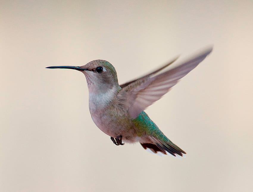 Stop Action, wings, birds, hummingbirds, flight, nature HD wallpaper