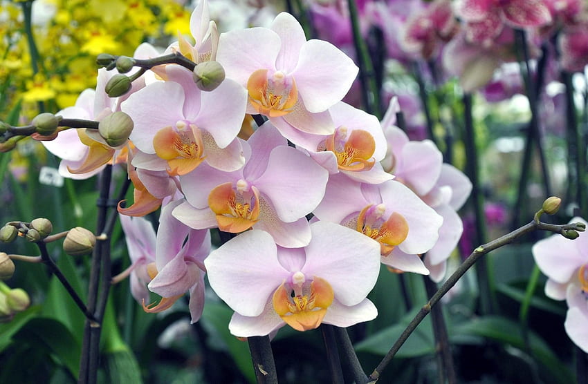 Flowers, Branch, Orchid, Exotic, Exotics HD wallpaper