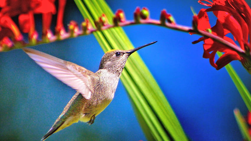 Hummingbird Bird Resolution , , Background, and , Hummingbird HD wallpaper