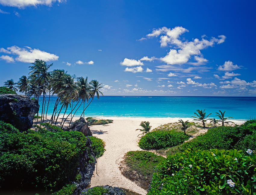 Nature, Sea, Sand, Palms HD wallpaper