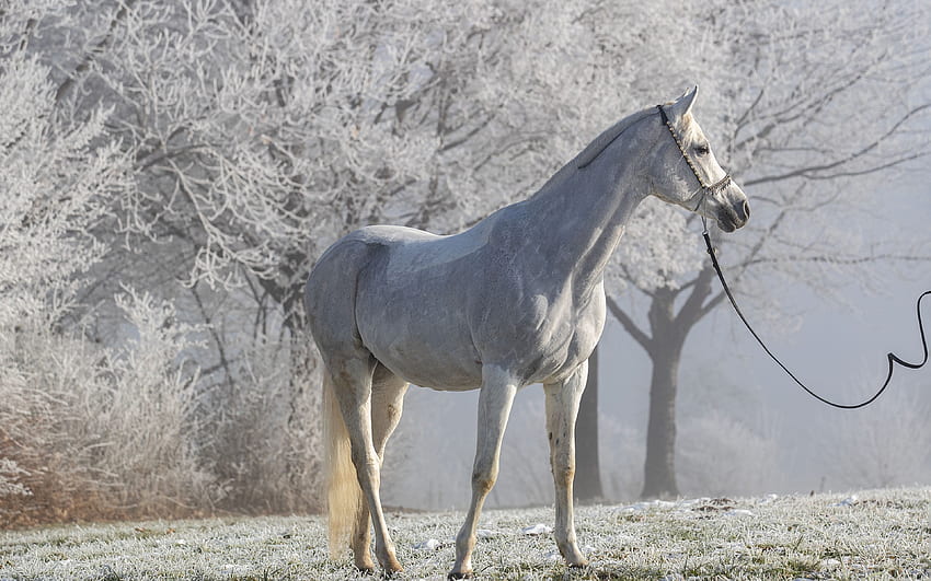 Kuda putih Ultra, Kuda Dapple Grey Wallpaper HD