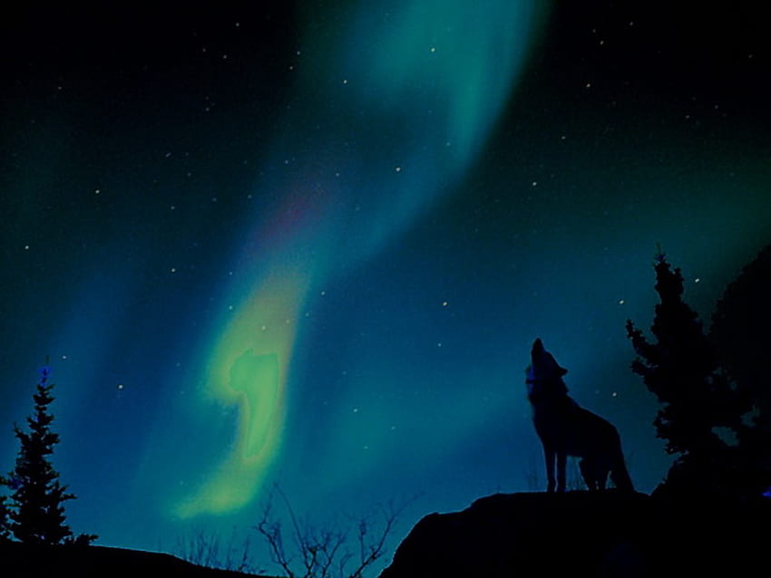 Nyanyian utara, serigala melolong, lampu utara, pepohonan, biru dan hijau, bintang, tebing Wallpaper HD