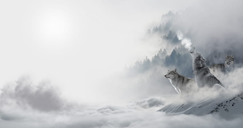 Animales, lobos, invierno, nieve, depredadores, aullido fondo de pantalla