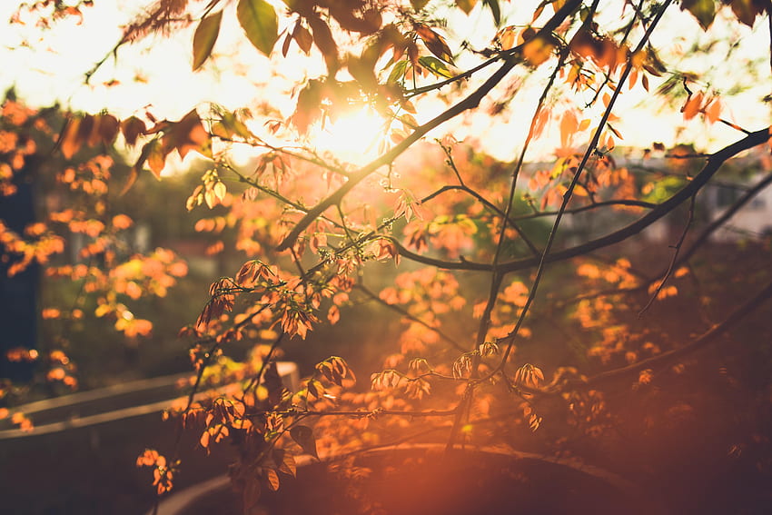 Musim Semi, Alam, Daun, Matahari, Cabang Wallpaper HD
