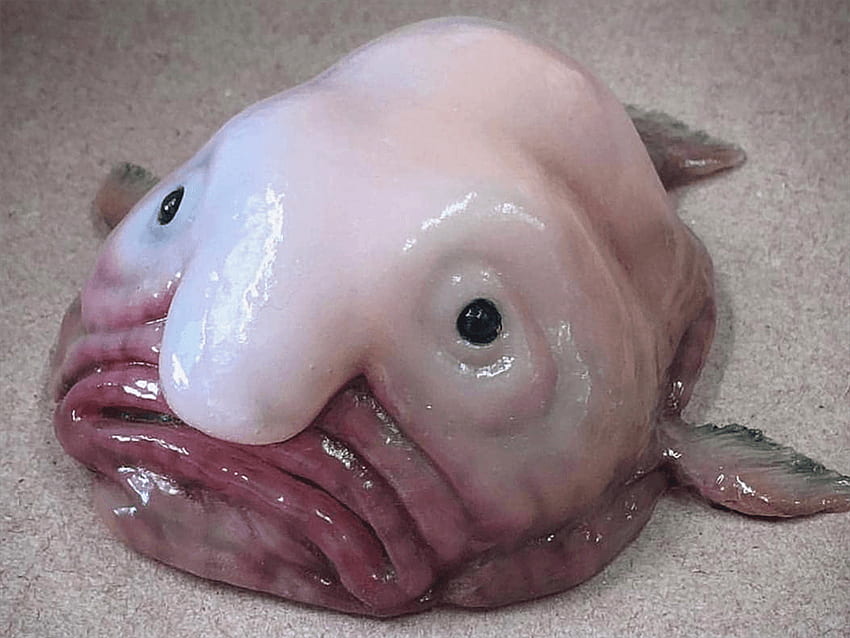 Nelayan ini meng makhluk paling menjijikkan yang dia temukan di dasar laut, dan akan memberimu mimpi buruk, Blobfish Wallpaper HD