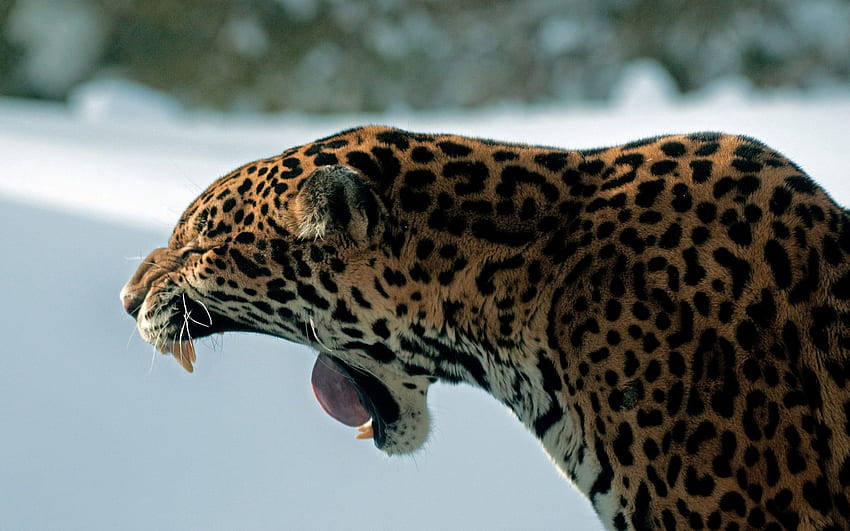 Zwierzęta, Jaguar, Kot, Uśmiech, Predator Tapeta HD