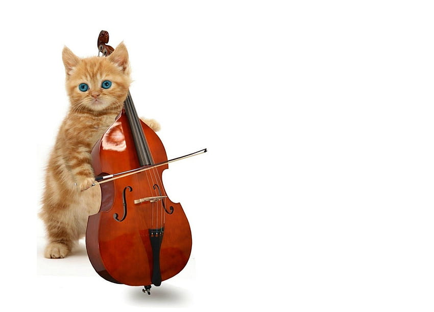 KittyCello, kitten, white, cute, cello, cat, orange, pisica, instrument, creative, music, fantasy, funny, card HD wallpaper