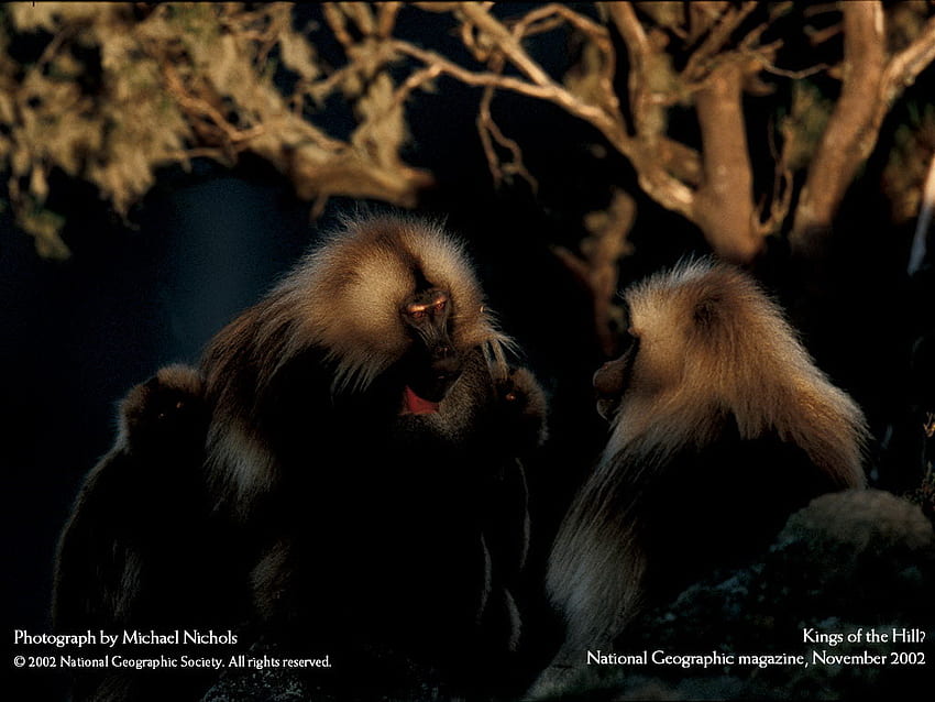 Família de Macacos HD wallpaper