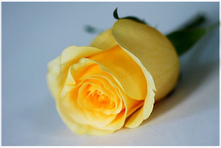 Жълта роза, графика, великолепна, красива, роза, хубава, цвете, пъпка, жълто, прекрасно HD тапет
