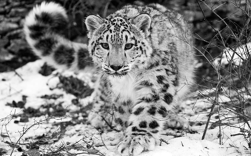 Animali, leopardo delle nevi, neve, Bw, Chb, caccia, caccia, attenzione, consapevolezza Sfondo HD