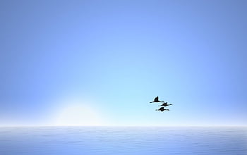 Chào mừng bạn đến với hình ảnh của những chú chim bay đầy cảm xúc trên bầu trời xanh. Cùng đắm chìm vào vẻ đẹp hoang sơ của thiên nhiên và những chú chim vui tươi bay lượn giữa làn gió biển. Hãy thư giãn và tận hưởng khoảnh khắc tuyệt vời này!