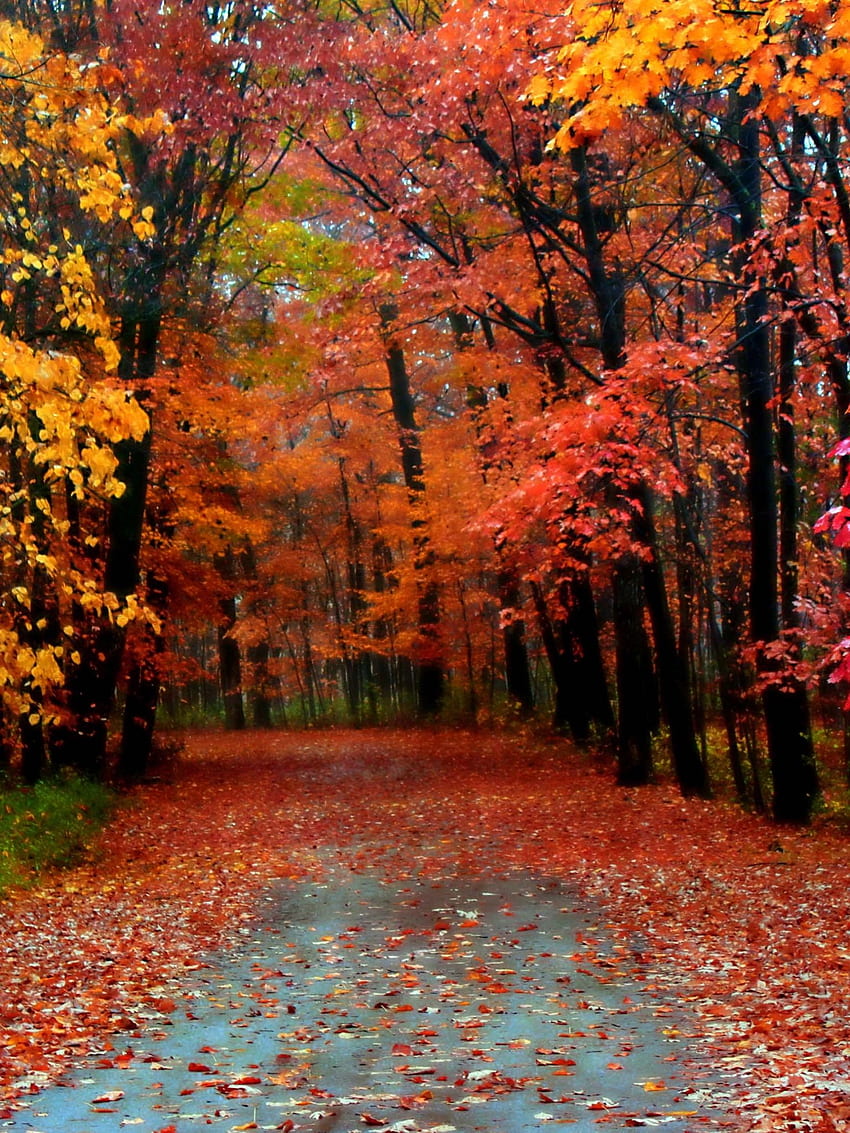 Autumn Season Most Beautiful Full HD phone wallpaper