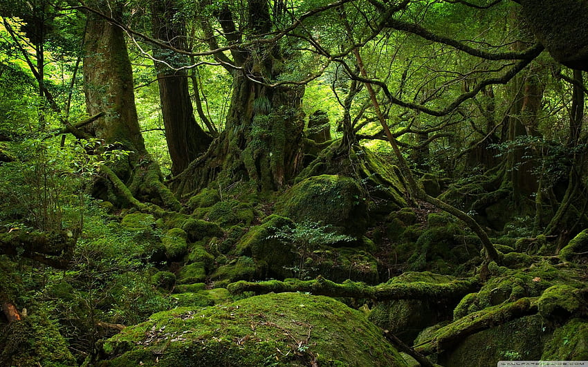 우림 배경, 열대 우림 HD 월페이퍼