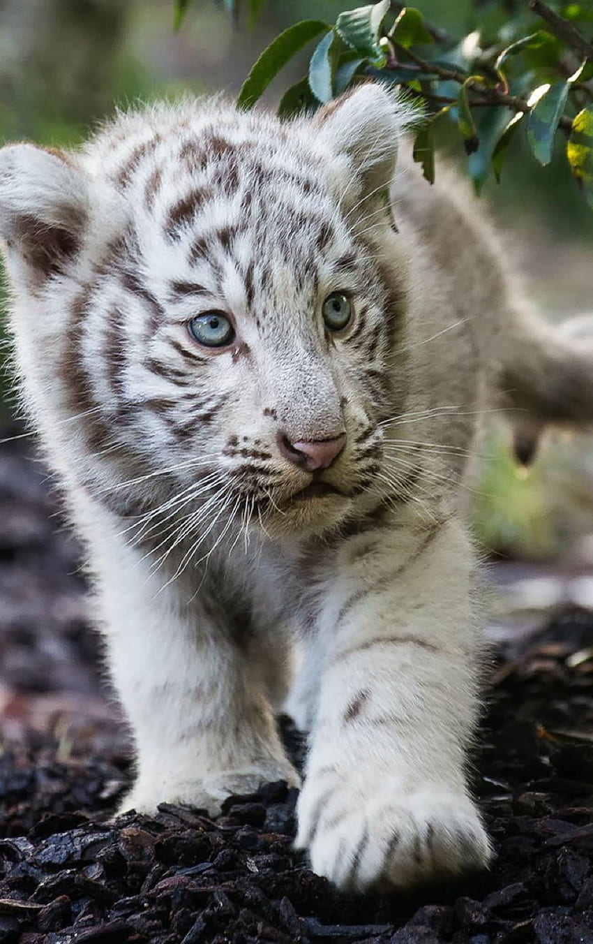 Baby Cute White Tiger, Cute Baby White Tigers HD phone wallpaper