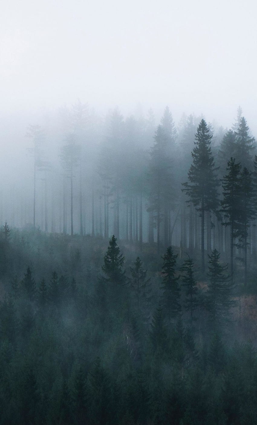 霧、日の出、森。 森、涼しい風景、霧、太平洋岸北西部の森 HD電話の壁紙