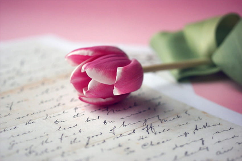 *Pink Tulip*, pastel, i miss you, soft, beauty, letter, pink, love, flowers, pink tulip, for you, forever HD wallpaper