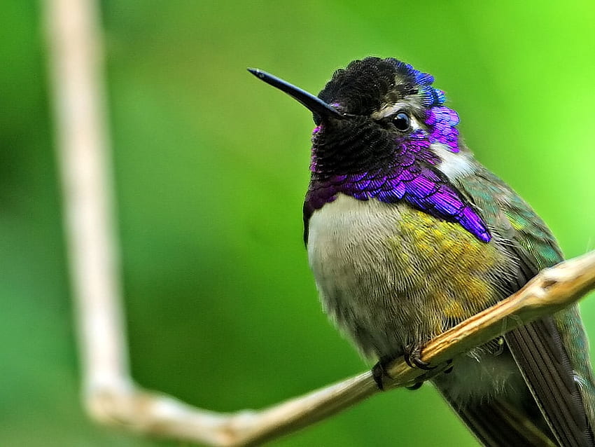 hummingbird, , branch, humming, birds HD wallpaper