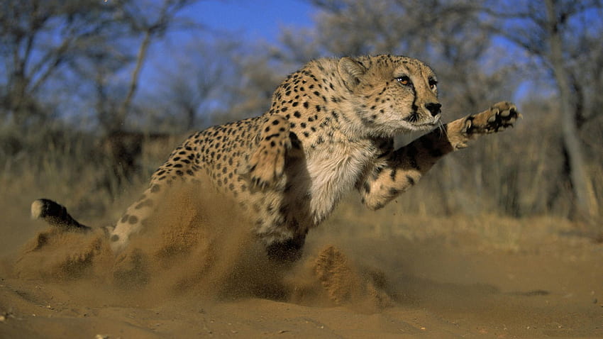สัตว์ หญ้า เสือชีต้า ทุ่ง ฝุ่น เด้ง กระโดด วิ่งหนี วิ่ง วอลล์เปเปอร์ HD