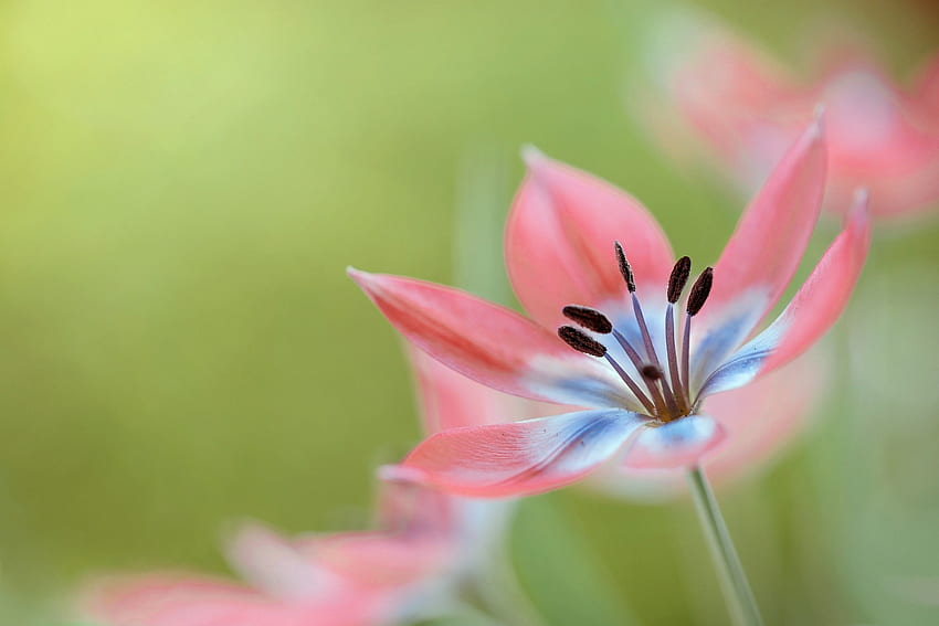 Tulpe, Rosa, Blume, Grün, Lalea, Makro HD-Hintergrundbild