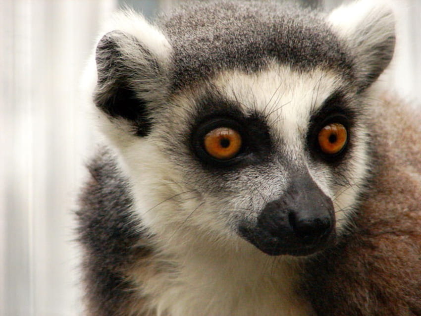 Lemur, animal, madagascar, primata papel de parede HD