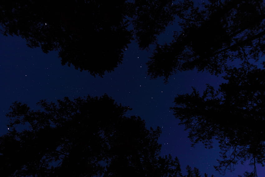 Trees, Night, Dark, Starry Sky, Bottom View HD wallpaper