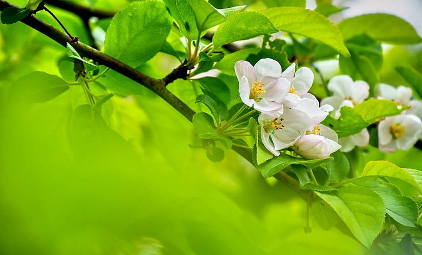 ดอกไม้แอปเปิ้ล ภูมิทัศน์ ธรรมชาติ ดอกไม้ ฤดูใบไม้ผลิ ความงดงาม มาโคร วอลล์เปเปอร์ HD