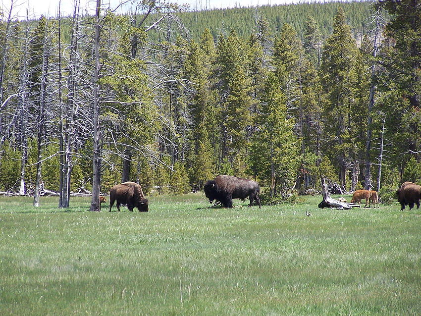 Стадо американски бизони Западен Йелоустоун, Пейзаж, Национални паркове, Бъфало, Разглеждане на забележителности HD тапет