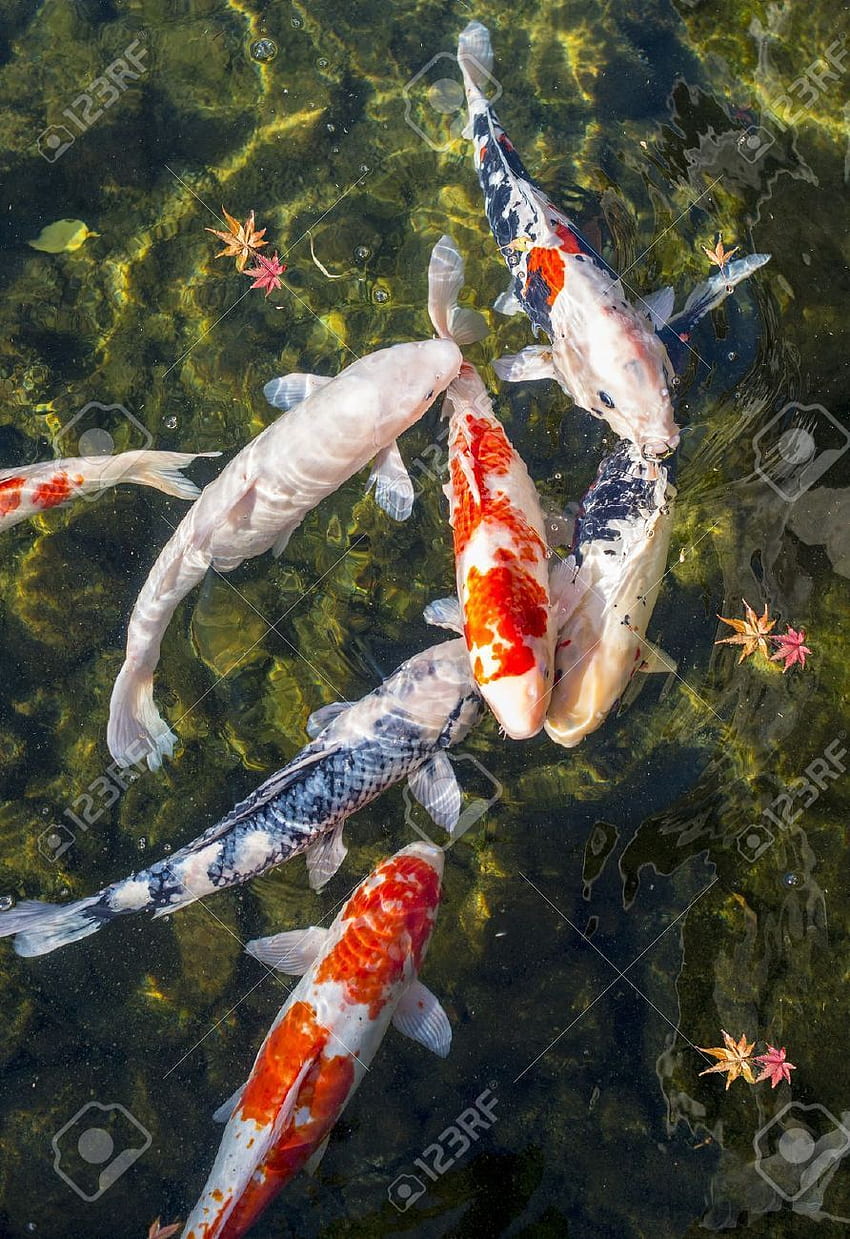 Nagoya Japonya'da Koi Göleti Stok Koi Balıkları, Japon Koi Balıkları Göleti HD telefon duvar kağıdı