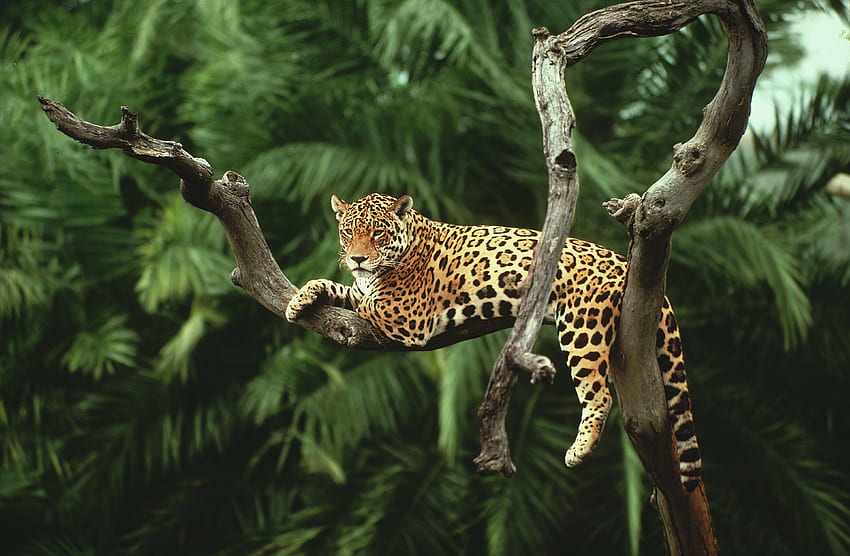Giaguaro nero, animale giaguaro Sfondo HD