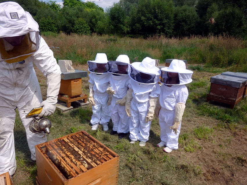 : invertebrado, apicultor, abelha, aprender, curso, colmeia, polinizador, apicultura, inseto alado membranar - 719778 - estoque, Apiário papel de parede HD