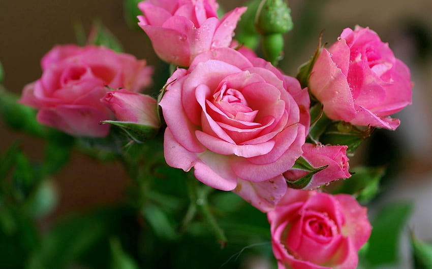 Blumen, Rosen, Tropfen, Knospen, Tau HD-Hintergrundbild